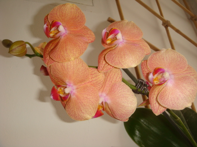 DSC07126.JPG