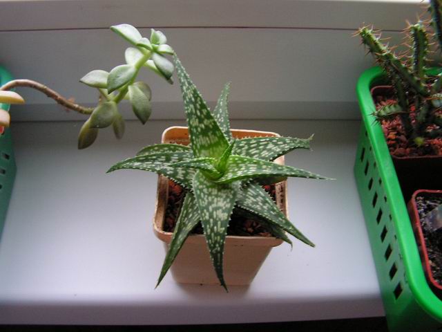 aloe.jpg