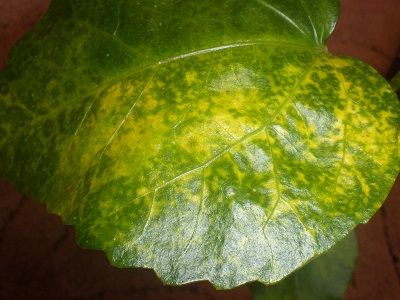 P7100101.jpg