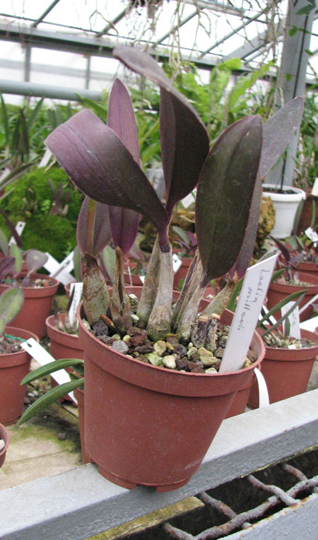 Laelia milleri.jpg