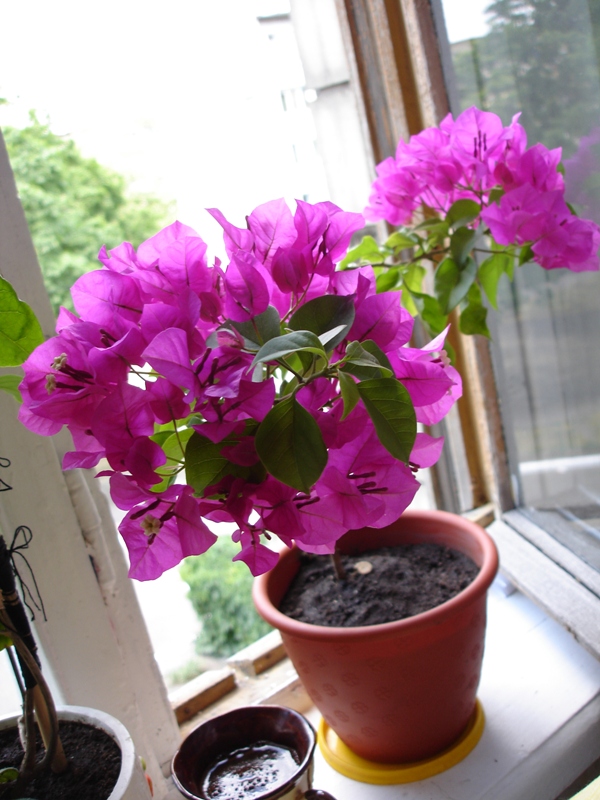 DSC04330.JPG