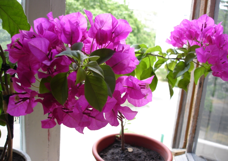 DSC04331.JPG