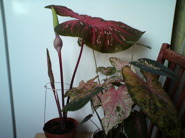 DSC03473.JPG
