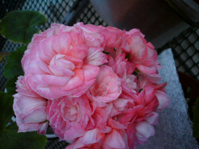 DSC03425.JPG