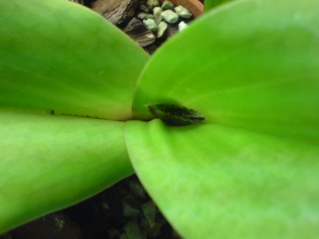 DSC00243.JPG