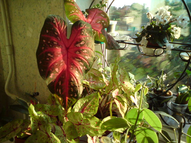 DSC03570.JPG