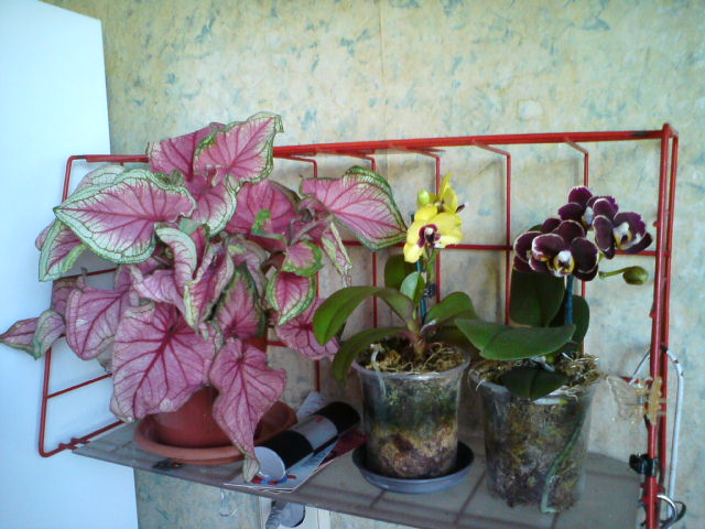 DSC03575.JPG