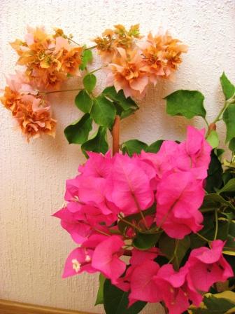 IMG_6453.jpg