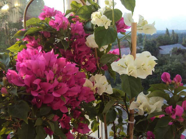 DSC04099.JPG