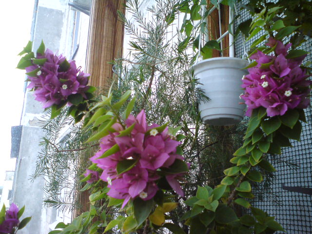 DSC03649.JPG