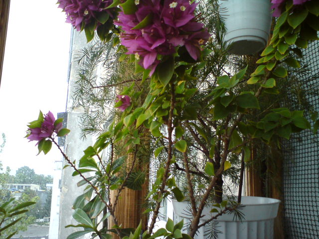 DSC03732.JPG