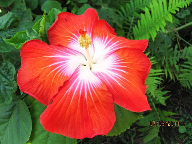 Saffron