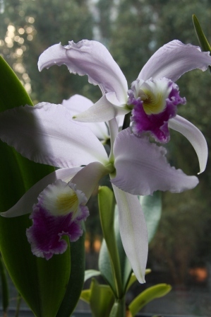 catleya_gaskelliana.JPG