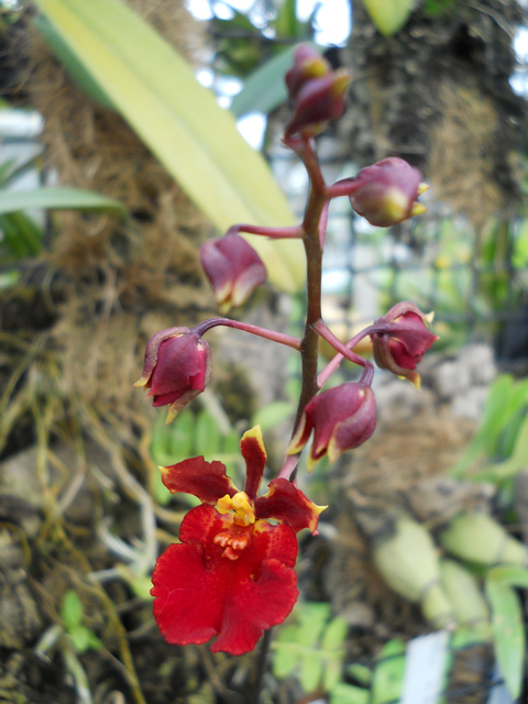 orchids.in.ua