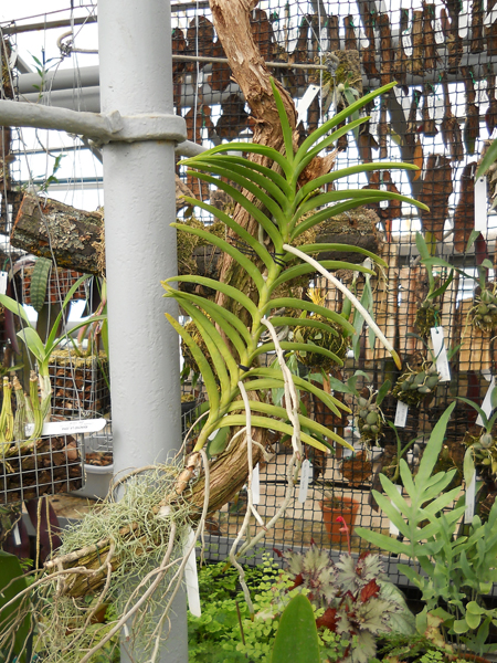 orchids.in.ua