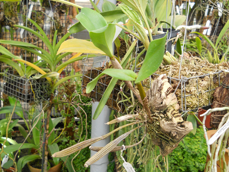 orchids.in.ua