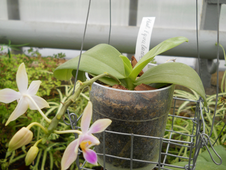 orchids.in.ua