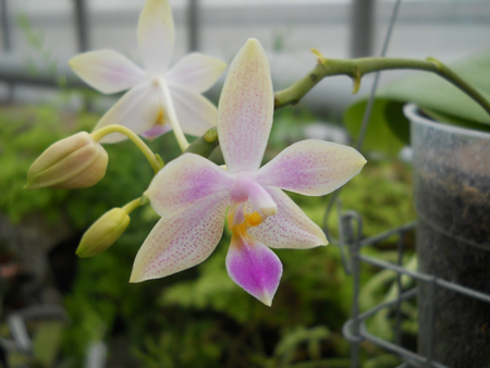orchids.in.ua
