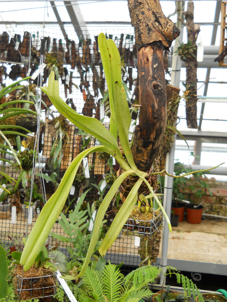 orchids.in.ua