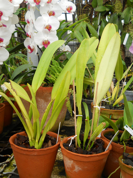 orchids.in.ua