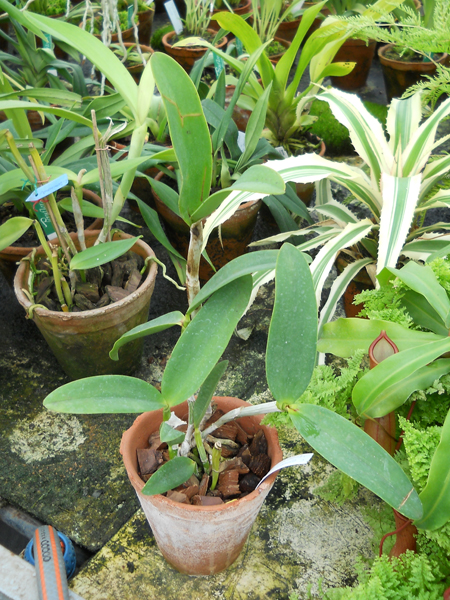 orchids.in.ua