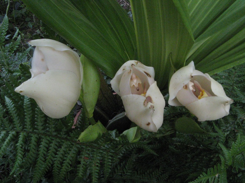 IMG_6307a.JPG
