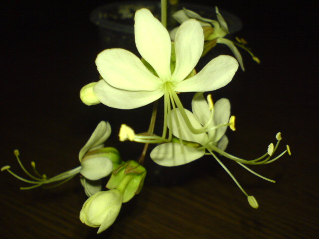 DSC00307.JPG