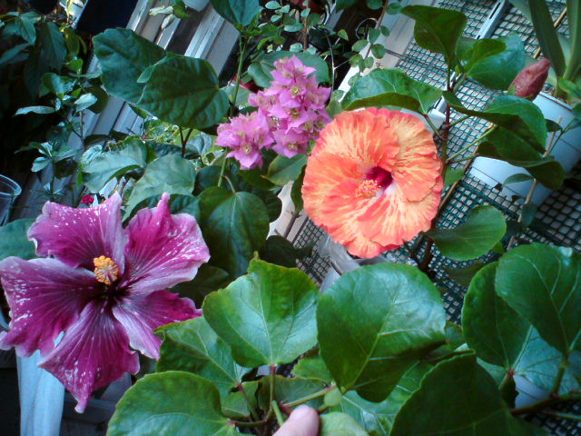 DSC03879.JPG