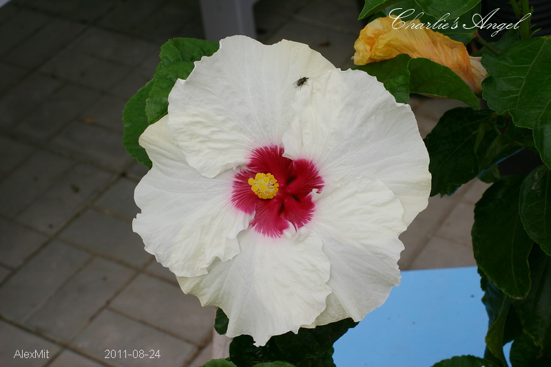 CRW_2684_RJs.JPG