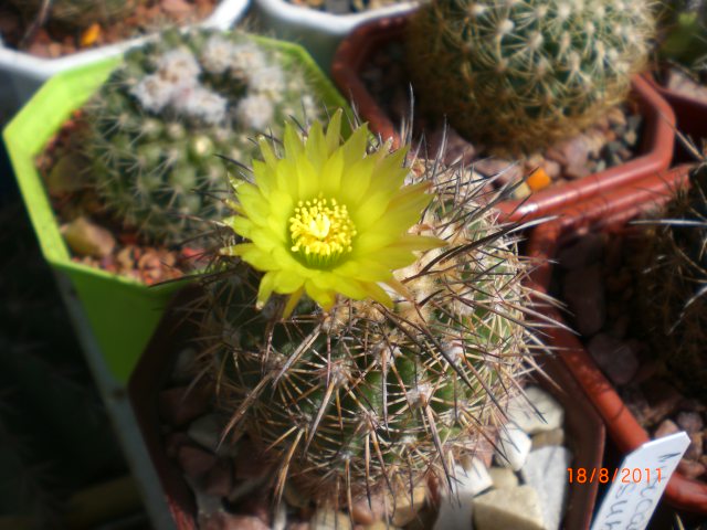 CIMG8418.JPG