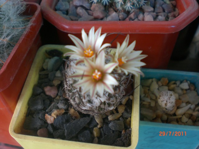CIMG8192.JPG