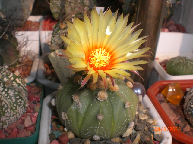 CIMG8512.JPG