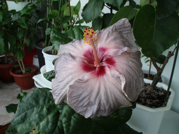 P8311453.jpg