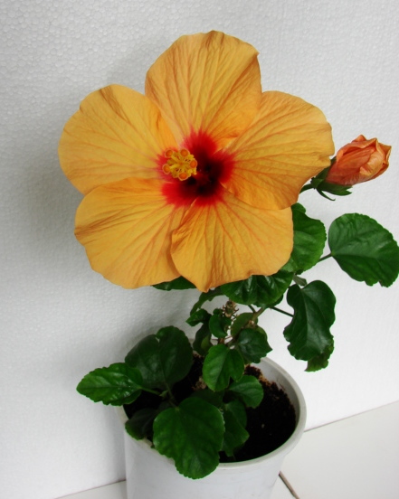 DSC03001ф.jpg