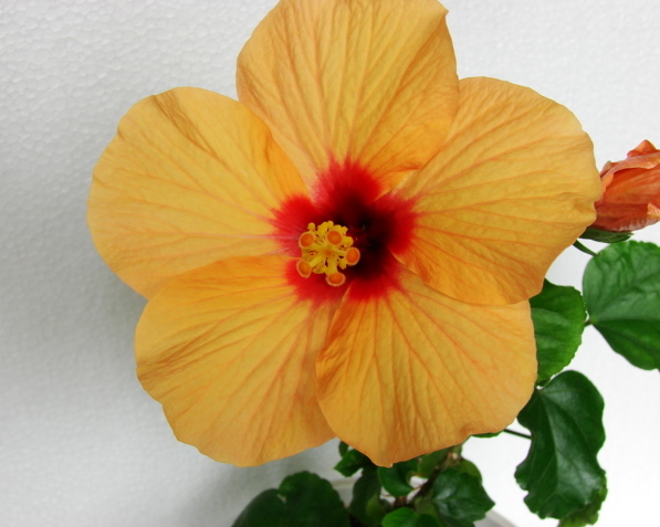 DSC03000ф.jpg
