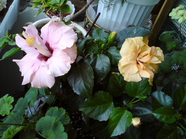 DSC04112.JPG