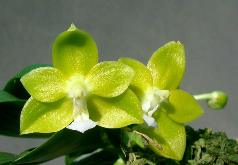 Цветение орхидеи Phalaenopsis Su-An Cricket.jpg