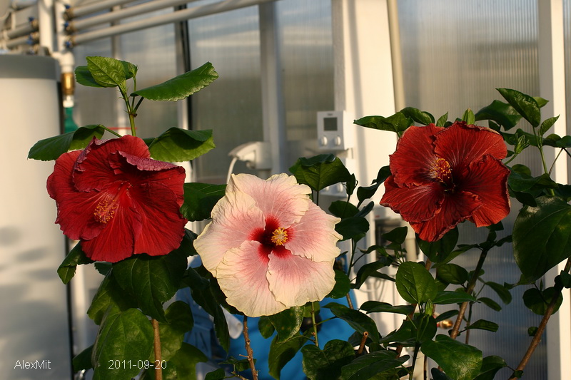 CRW_2889_RJs.JPG