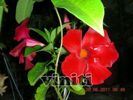 huy 011.jpg