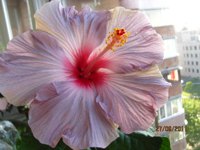 Pacific Pearl