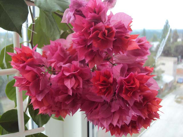 DSC04345.JPG