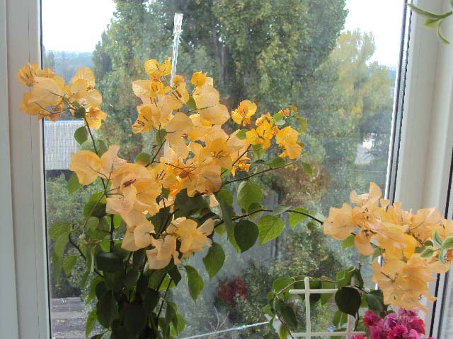 DSC04338.JPG