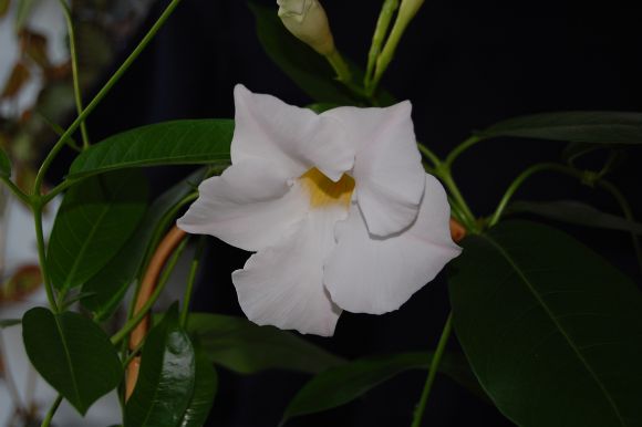 DSC_7049.JPG