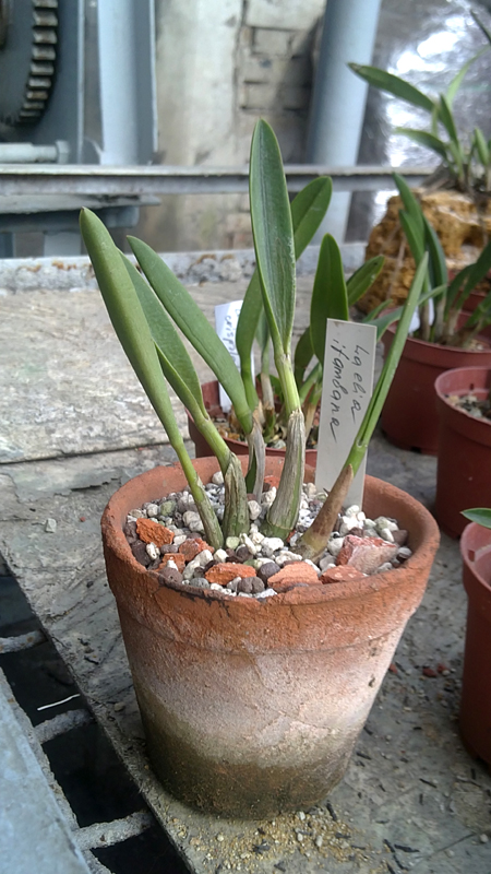 Фото орхидеи Laelia itambana