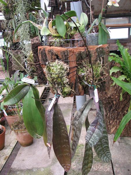 Phalaenopsis.jpg