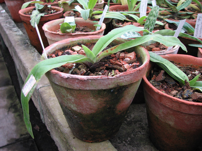 Фото орхидеи Paphiopedilum spicerianum × sib