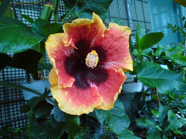 DSC04303.JPG
