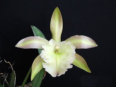 Цветение орхидеи Brassavola glauca x Brassavola digbyana.jpg