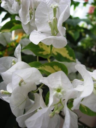 IMG_6878.jpg