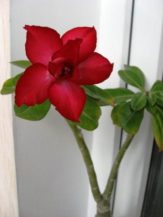 IMG_6867.jpg